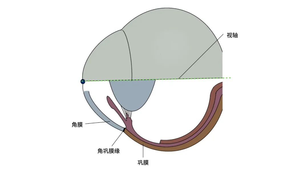 上皮細胞層(epithelium),基底膜(lbasement membrane膜),基質層