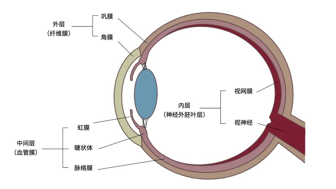 眼科科普 | 动物眼部解剖结构图文详解 - 我的网站