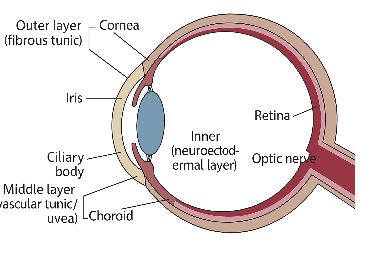 Animal Lens Strructure Detailed Illustrated Guide to Animal Eye Anatomy - 上海仁山医疗器械有限公司